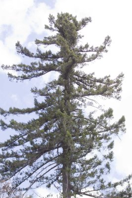 Big-cone Douglas Fir (Pseudotsuga macrocarpa)