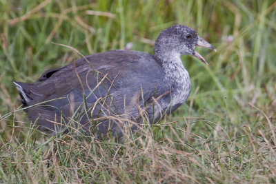 Coot - young chick