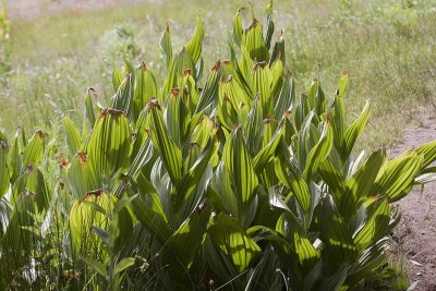 Corn Lily (Veratrum californicum)