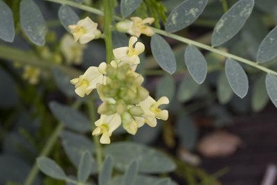 Locoweed (Astragalus douglasii parishii)