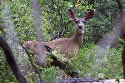 Mule Deer