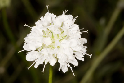 Globe Gilia (Gilia capitata abrotanifolia)