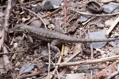 Southern Sagebrush Lizard (Sceloporus vandenburgianus)