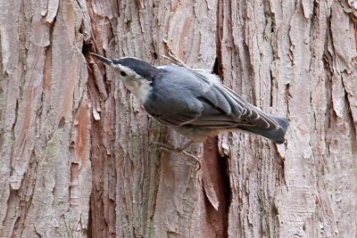 White-breasted Nuthatch