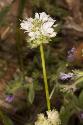 Globe Gilia (Gilia capitata abrotanifolia)