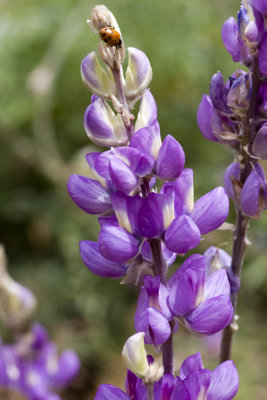 Grape-soda Lupine (lupinus excubitus austromontanus)