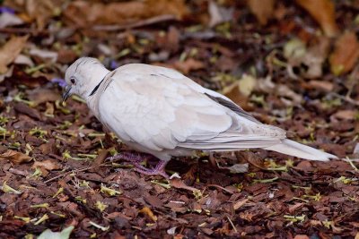 African Collard Dove