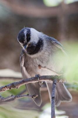 Mountain Chickadee