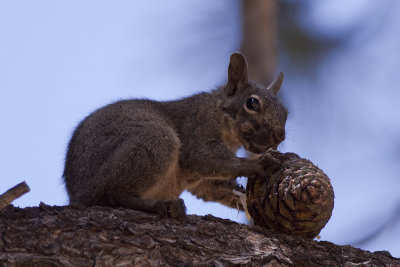 Douglas's Squirrel (Tamiasciurus douglasii)