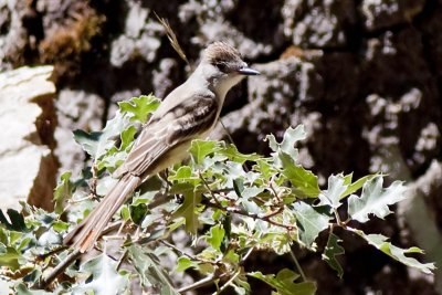 Ash-throated Flycatcher