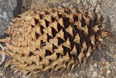 Coulter Pine (Pinus coulteri) - cone