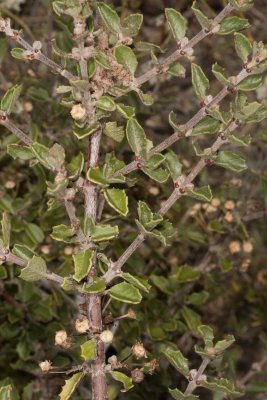 Cup-leaf Lilac (Ceanothus greggii perplexans)