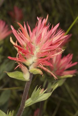 Giant Red Paintbrush (Castilleja miniata miniata)