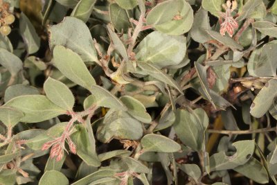 Manzanita ( Arctostaphylos sps )