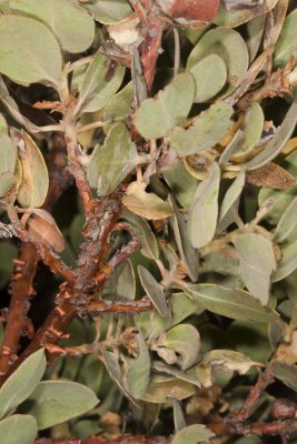Manzanita (Arctostaphylos sps)