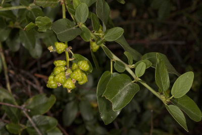 Palmer Lilac (Ceanothus palmeri)