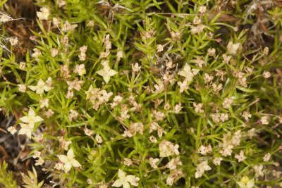 Phlox-leaf Bedstraw (Galium andrewsii andrewsii)