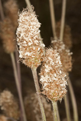 Common Plantain (Plantago major)