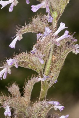 Poodle-dog Bush (Turricula parryi)