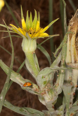 Salsify (Tragopogon porriolius)