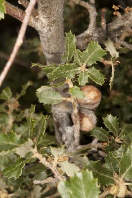Scrub Oak (Quercus berberidifolia)