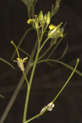 Short-pod Mustard (Hirschfeldia incana)