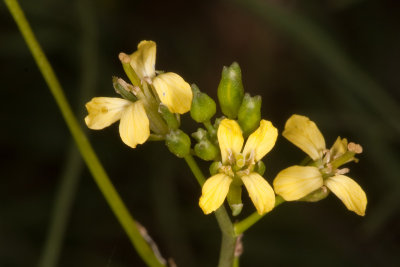 Short-pod Mustard (Hirschfeldia incana)