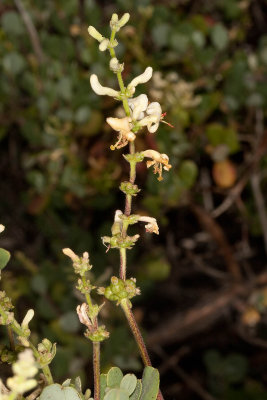 Southern Honeysuckle (Lonicera subspicata denudata)