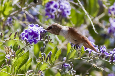 Rufous Hummingbird