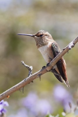 Rufous Hummingbird