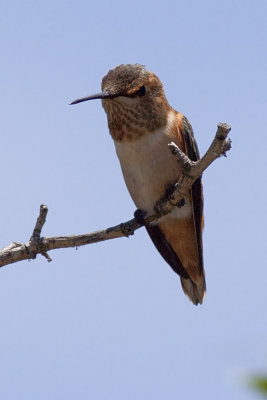 Rufous Hummingbird