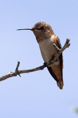 Rufous Hummingbird