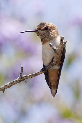 Rufous Hummingbird
