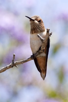 Rufous Hummingbird
