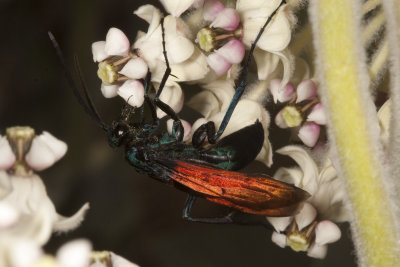 Tarantula Hawk (Pepsis thisbe) - on Milkweed