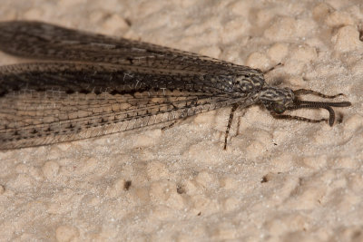 Antlion (Brachynemurus sackeni)