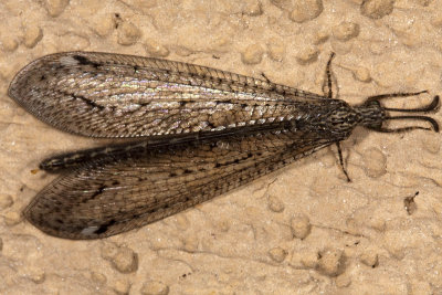 Antlion (Brachynemurus sackeni)