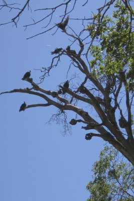 Seven Turkey Vultures