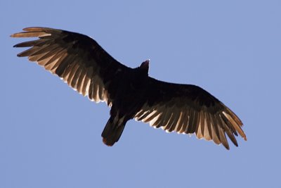 Turkey Vulture