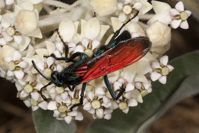 Tarantula Hawk (Pepsis thisbe) - on Milkweed