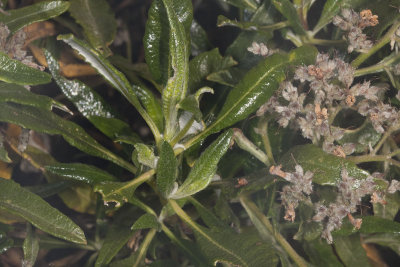 Shiny-leaf Yerba Santa (Erodictyon trichocalyx trichocalyx)