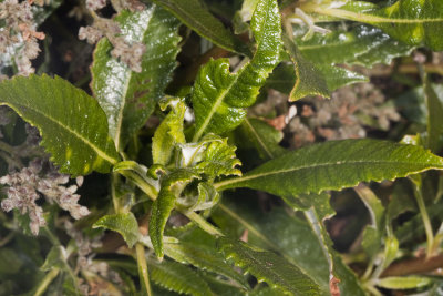 Shiny-leaf Yerba Santa (Erodictyon trichocalyx trichocalyx)