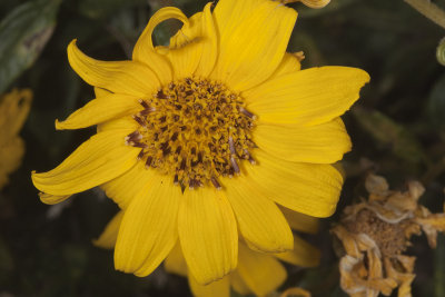 Slender Sunflower (Helianthus gracilentus)