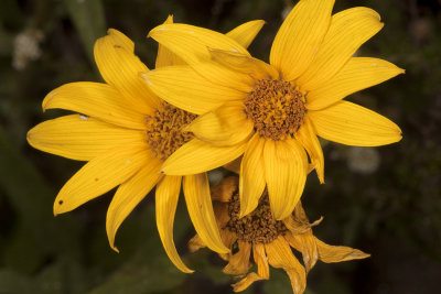 Slender Sunflower (Helianthus gracilentus)