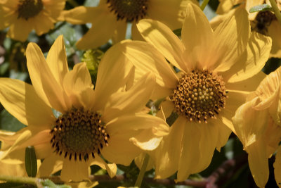 Slender Sunflower (Helianthus gracilentus)