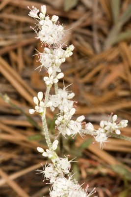 Wright's Buckwheat (Eriogonum wrightii)