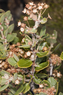 Cup-leaf Lilac (Ceanothus greggii perplexans)