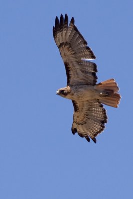 Red-tailed Hawk