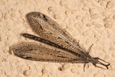 Antlion (Brachynemurus sackeni)