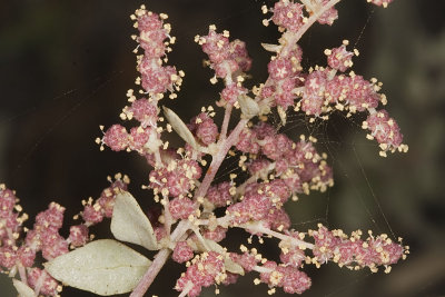 Big Saltbush(Atriplex  lentiformis)